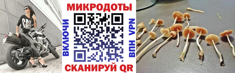 Псилоцибиновые грибы Psilocybe  Сосенский 